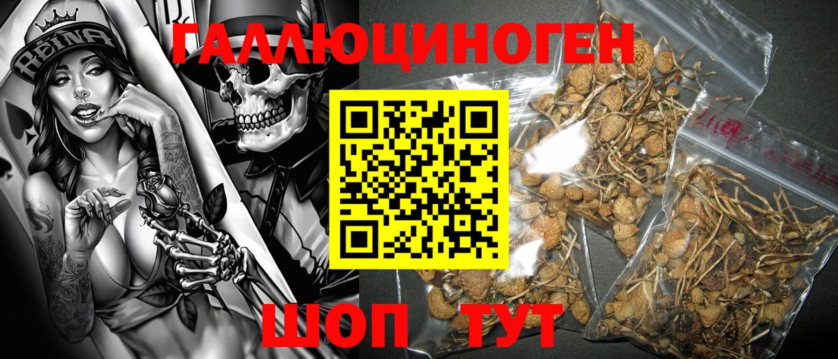 Галлюциногенные грибы Psilocybe  Вход с VPN  Выборг 